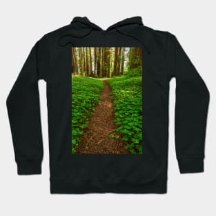 Redwood Forest Path Hoodie